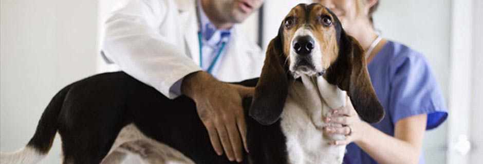 Лечение собак в ветеринарной клинике Мос-Вет 24 - Таганский